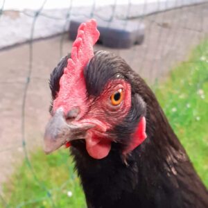 Huhn schwarz